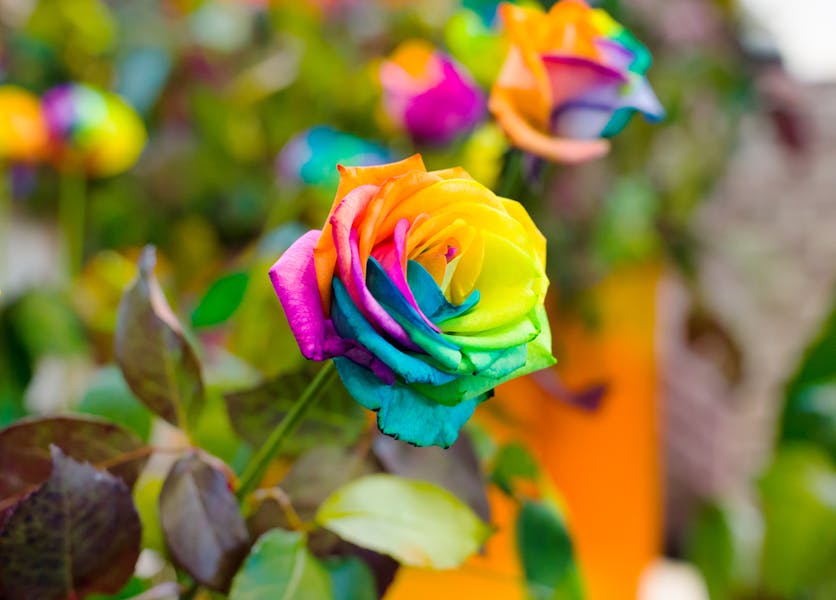 Rainbow Roses Are Beautiful, Stunning, and Make a Perfect Choice of Joyous Gift for Every Special Occasion