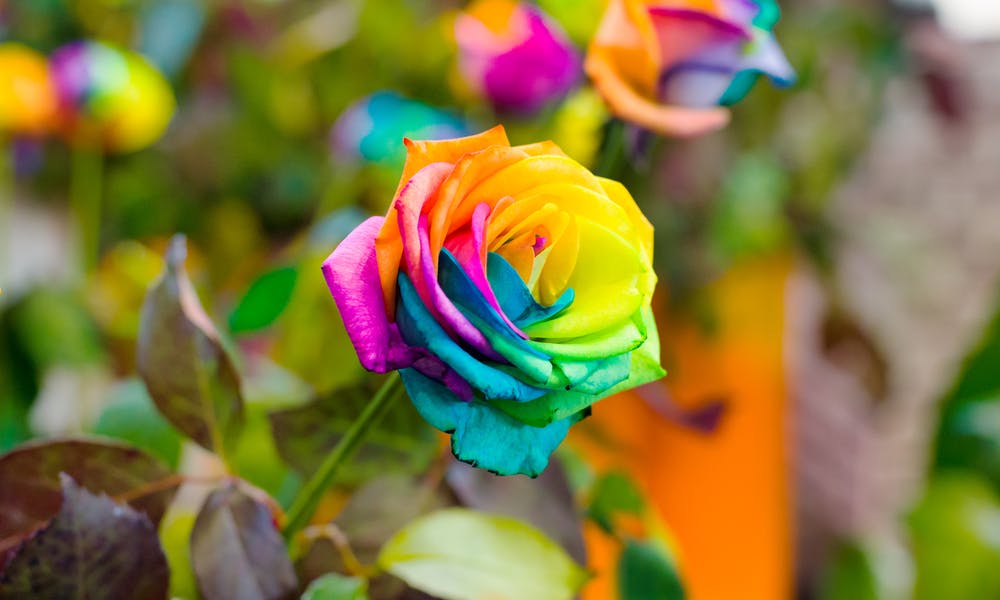 Rainbow Roses Are Beautiful, Stunning, and Make a Perfect Choice of Joyous Gift for Every Special Occasion Banner