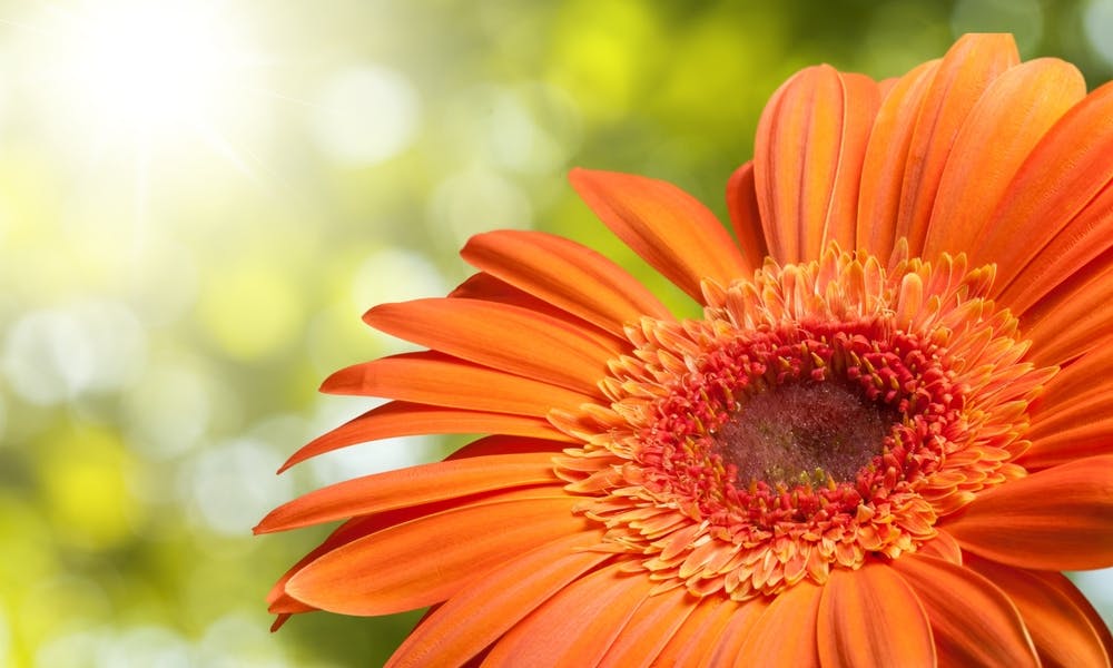 The Gerbera Daisy Flower Meaning Banner