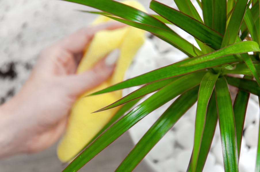 Dracaena Plant Care: A Guide For Growing A Healthy Dracaena Plant