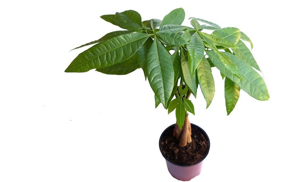 Money Tree Care – All You Need to Know