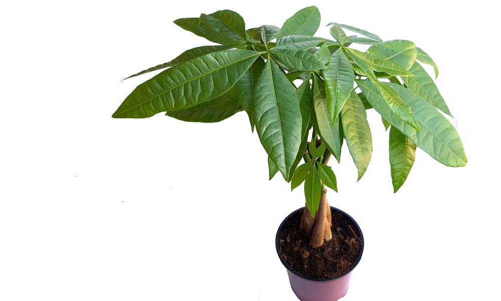 Money Tree Care – All You Need to Know Banner