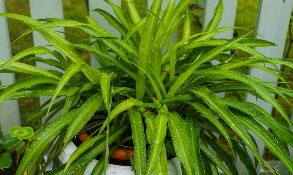 Spider Plant Care – Freshen Up Your Home Decor Banner