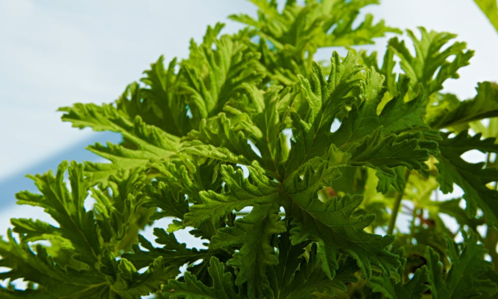 Mosquito Repellant Plants: Top 5 Plants That Naturally Repels Mosquitoes Banner