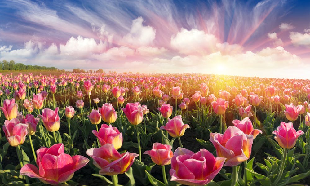 Planting a Field of Flowers Banner