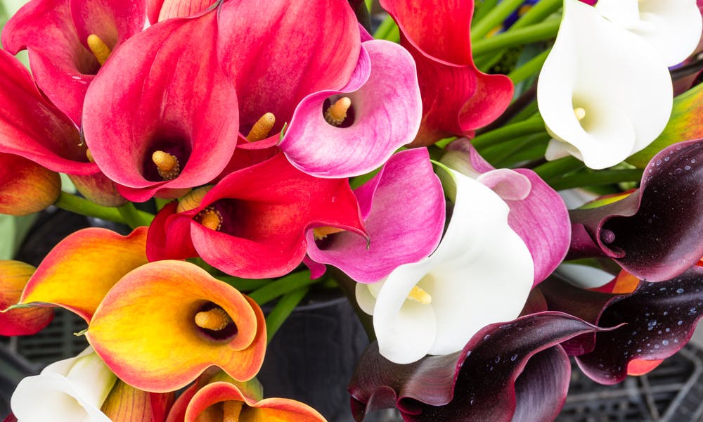 Symbolika Lilii Calla