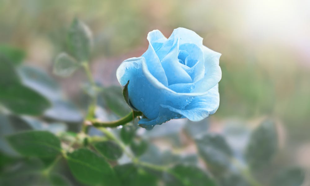Discover the Meaning of Rose Colors to Surprise Your Beloved Ones on All Occasions Banner