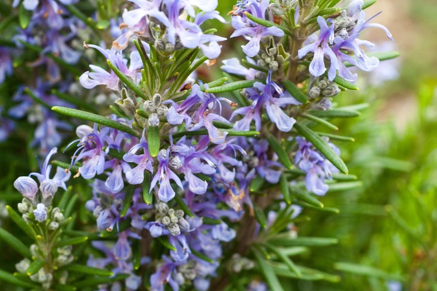 Rosemary Flower: Botany, Medicine, and Gastronomy Champion