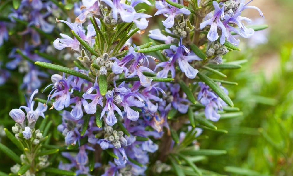 Rosemary Flower: Botany, Medicine, and Gastronomy Champion Banner