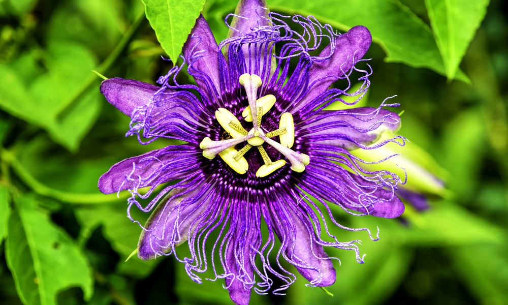 Volcanic Flowers: Brighten Your Day with Great Colors and Fragrance