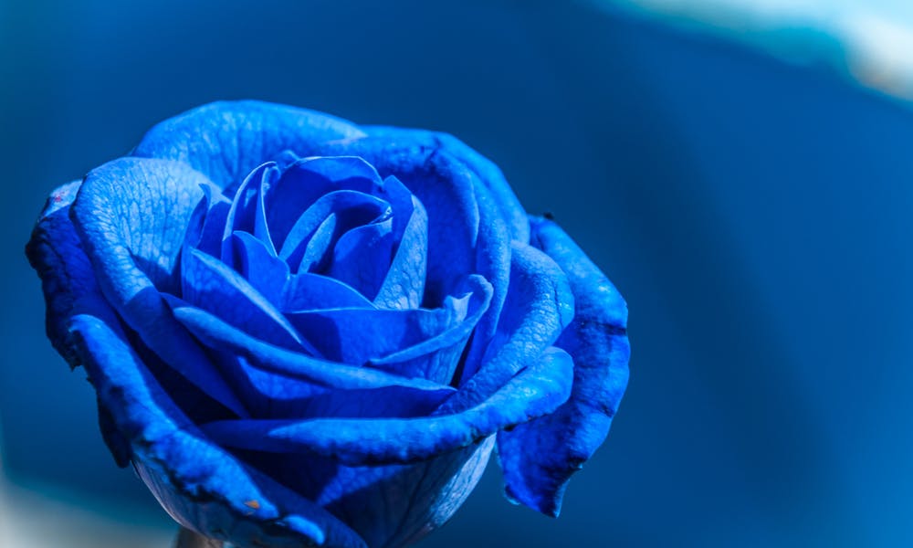 Blue Rose Meaning: Learning More About it Banner