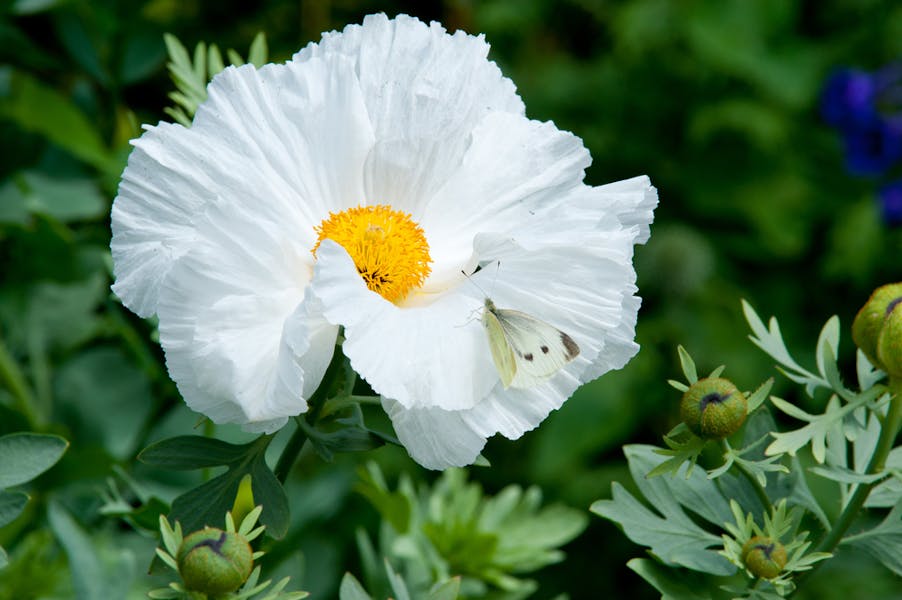 Hawaii Flowers are a Romantic Part of the Aloha State