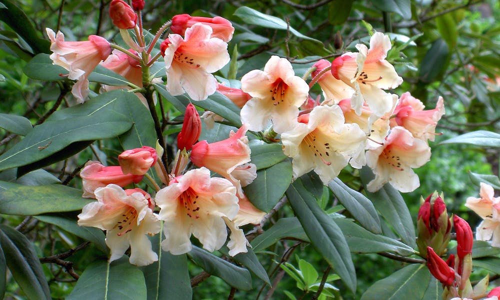 Common Types Of Flowers Have Multiple Shapes And Meanings Banner