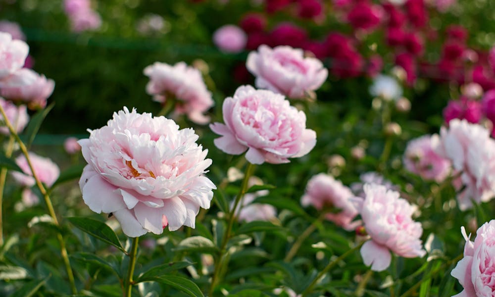 Enjoy The Special Peonies Season And The Blooms of Its Flowers Banner