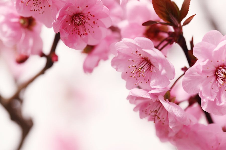 Peach Blossom Announces a Flowering Spring Banner