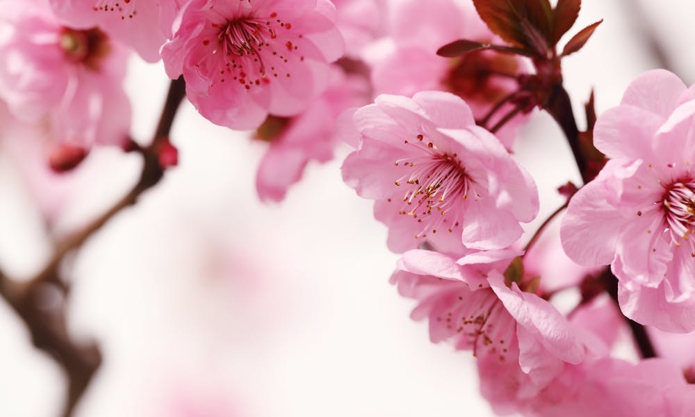 Peach Blossom Announces a Flowering Spring Banner
