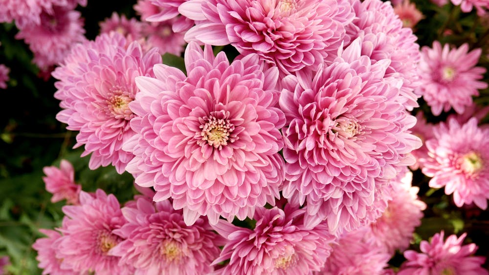 The Chrysanthemum Meaning Is Deep and Full of Emotions Banner