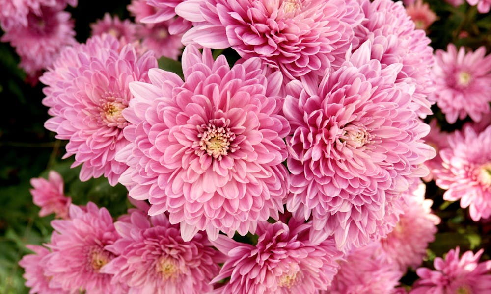 The Chrysanthemum Meaning Is Deep and Full of Emotions Banner