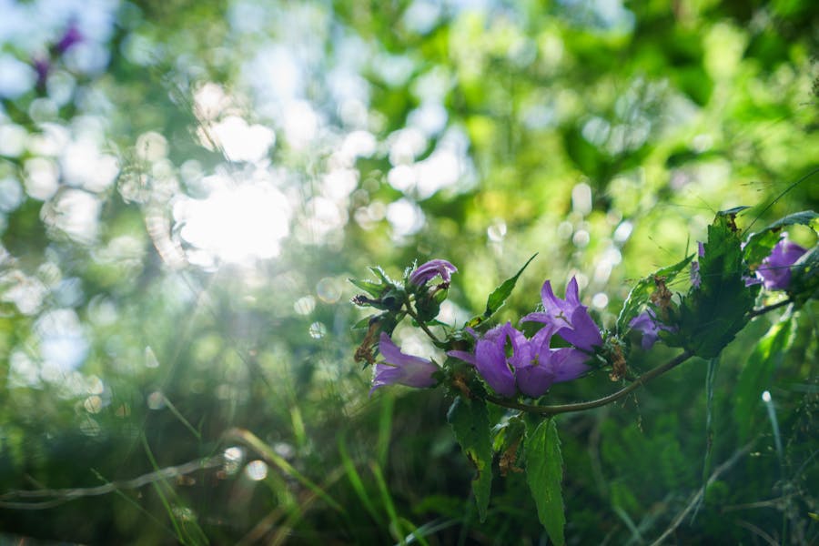 What Are the Most Purple Flower Names?