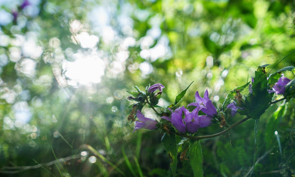 What Are the Most Purple Flower Names? Banner