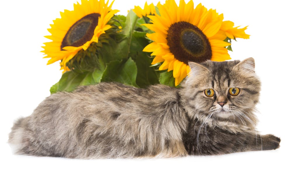 Blumen, die für Katzen unbedenklich sind, sind leicht zu finden