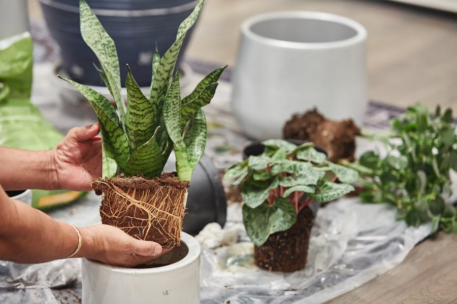 Snake Plant Care: the Evergreen Mother-in-law’s Tongue