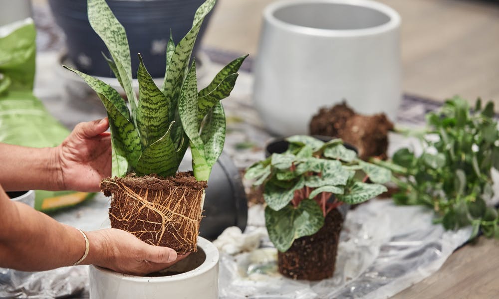 Snake Plant Care: the Evergreen Mother-in-law’s Tongue Banner