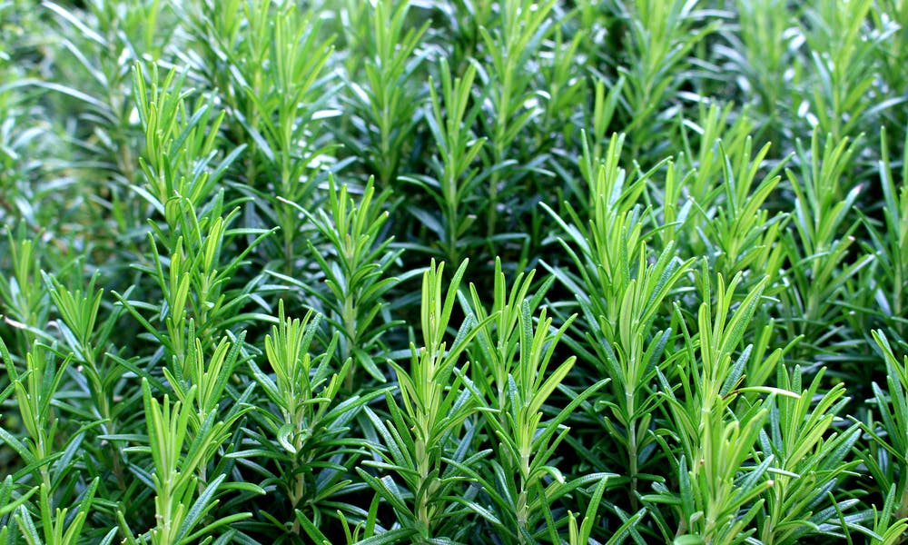 Rosemary Plant: A Tasty Evergreen Herb Banner