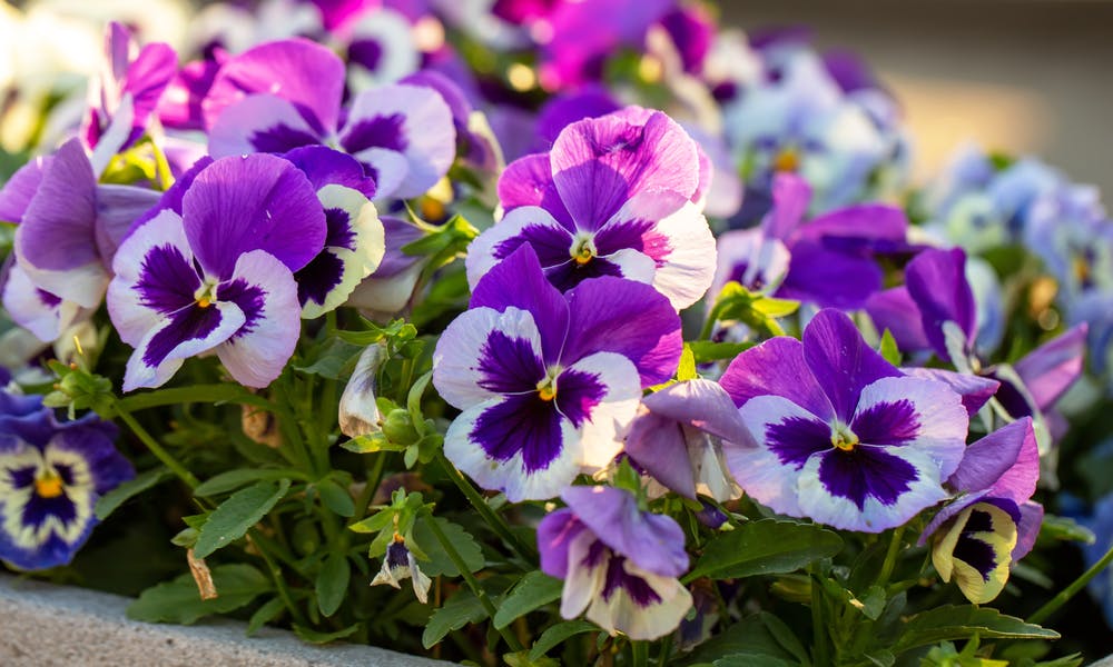 Flowers and their Meanings Banner