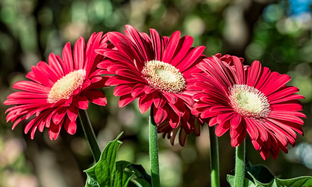 Flowers That Mean Love Are so Diversified and Charming Banner