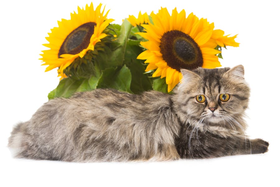 Flowers Safe For Cats Are Easy To Find Banner