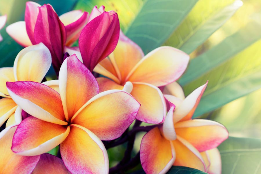 Getting to Know the Frangipani Flower