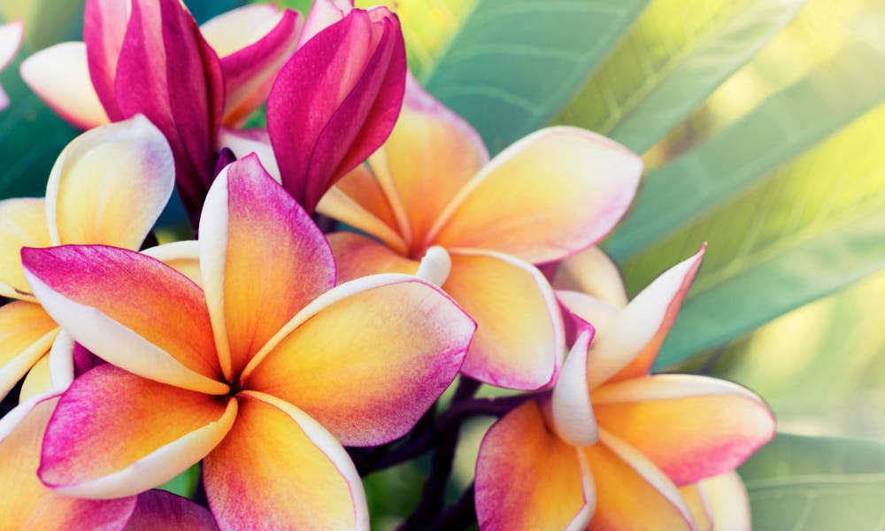 Getting to Know the Frangipani Flower Banner