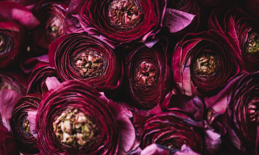 A Natureza Está Cheia de Maravilhosas Flores Roxas