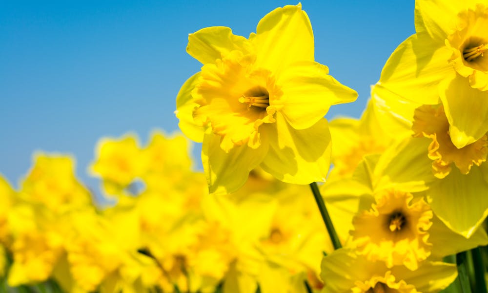 Daffodils: All You Want to Know About this Popular Flower Banner