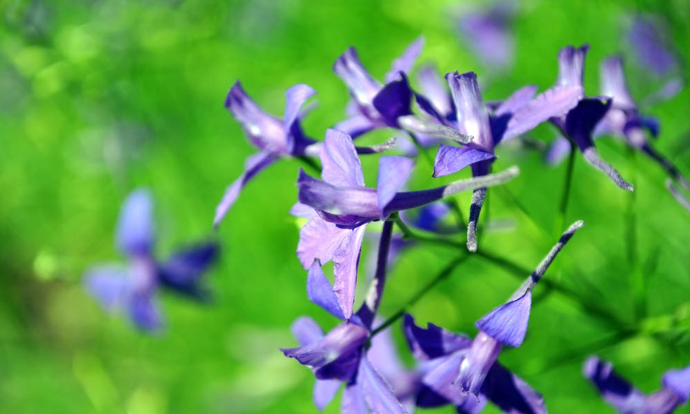 Larkspurs for Learners and Beginners Banner