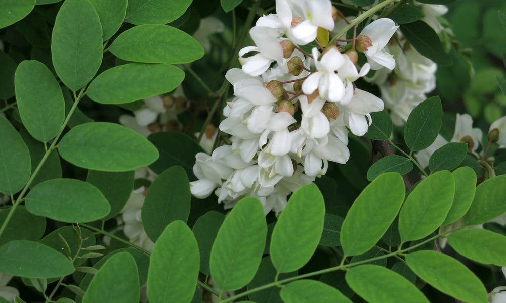 Acacia Flower – The Australian Treasure Banner