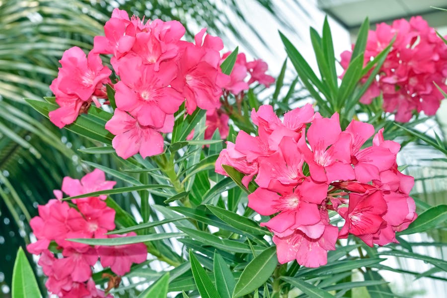 Oleander Flower : The Toxic Beauty