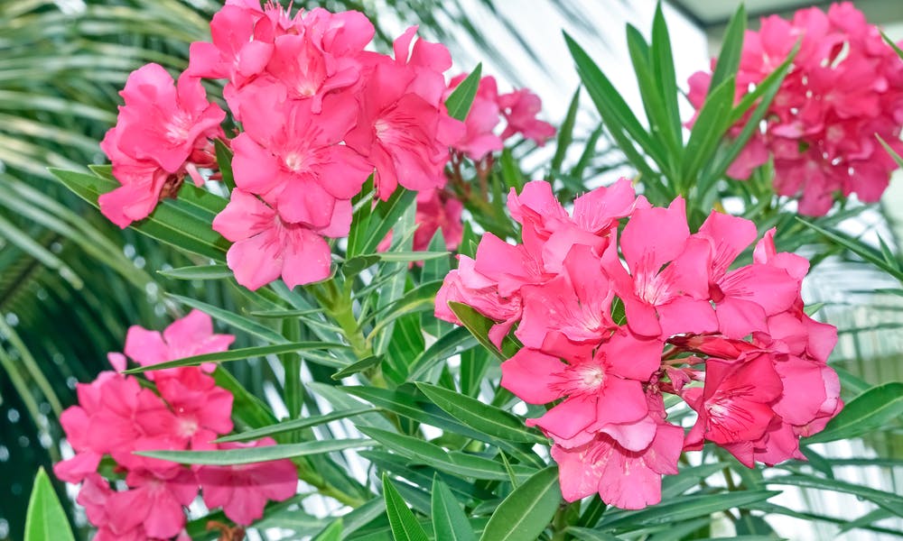 Oleander Flower : The Toxic Beauty Banner
