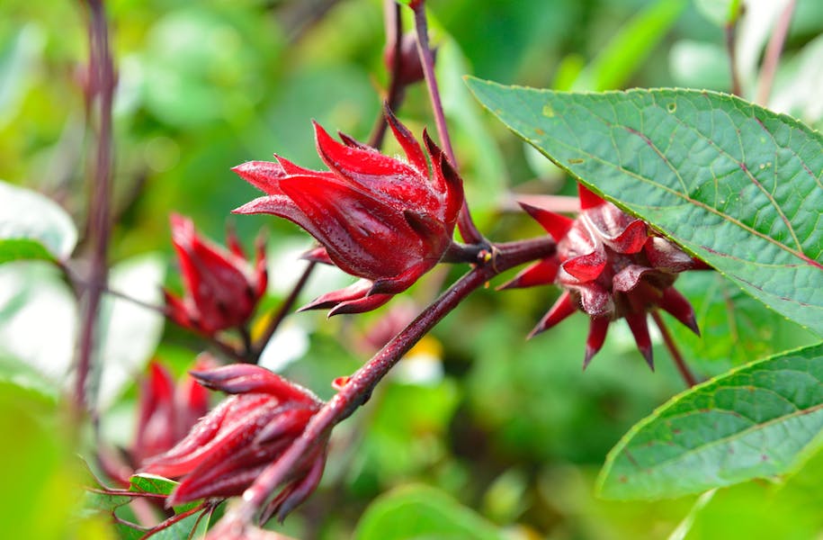 Jamaica Flower Meaning: The Medicinal Beauty