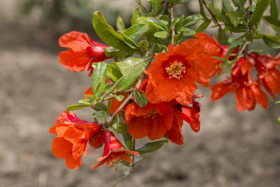 Pomegranate Flower: A Bright Fragrance