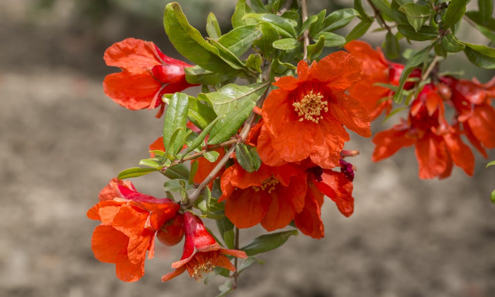 Pomegranate Flower: A Bright Fragrance Banner