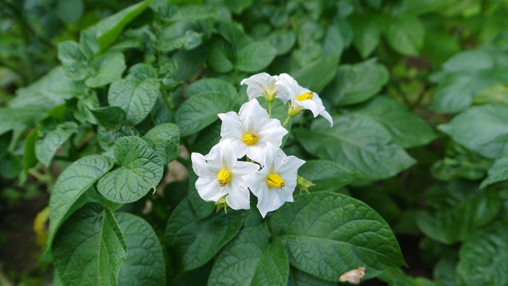 Potato Flower: One of the Most Consumed Root Vegetables