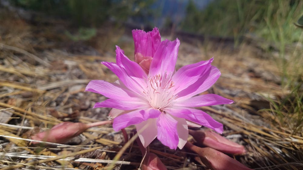 Montana State Flower Is a Low-growing Perennial That Spreads in Loose Sand and Hard Places