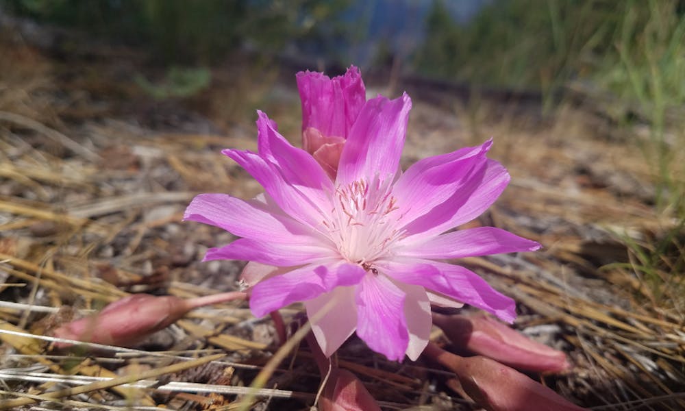 Montana State Flower Is a Low-growing Perennial That Spreads in Loose Sand and Hard Places Banner