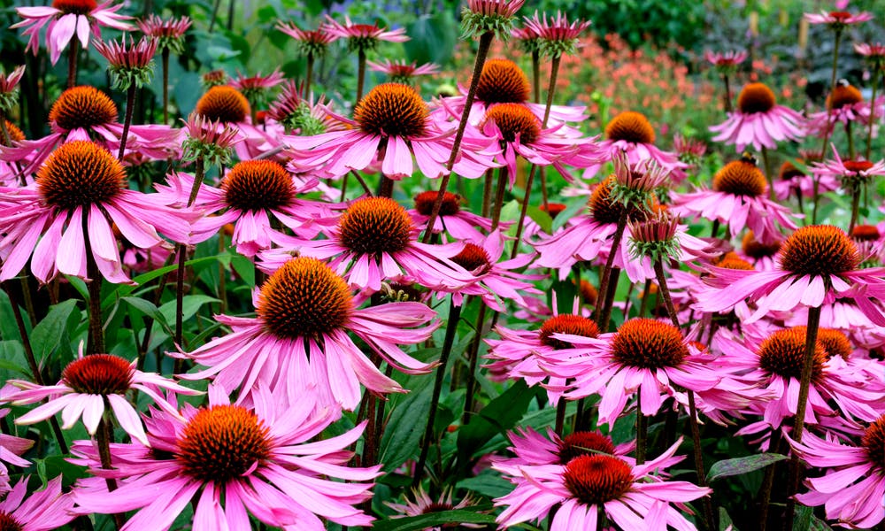 Echinacea: The Therapeutic Beauty Banner