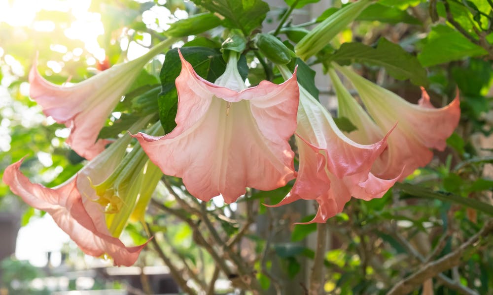Datura Flower: The Poisonous Beauty Banner