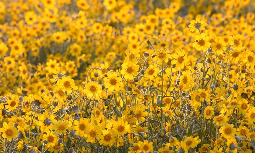 California Flower: The Beautiful Californian Symbol Banner