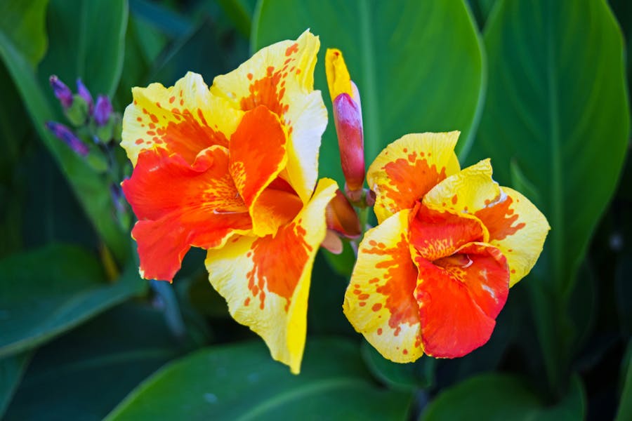 The Canna Flower Is a Beautiful Tropical Plant That Offers Bright Flowers in Summer