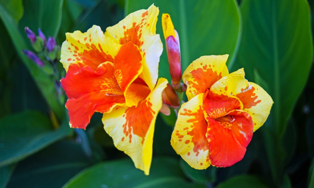The Canna Flower Is a Beautiful Tropical Plant That Offers Bright Flowers in Summer Banner
